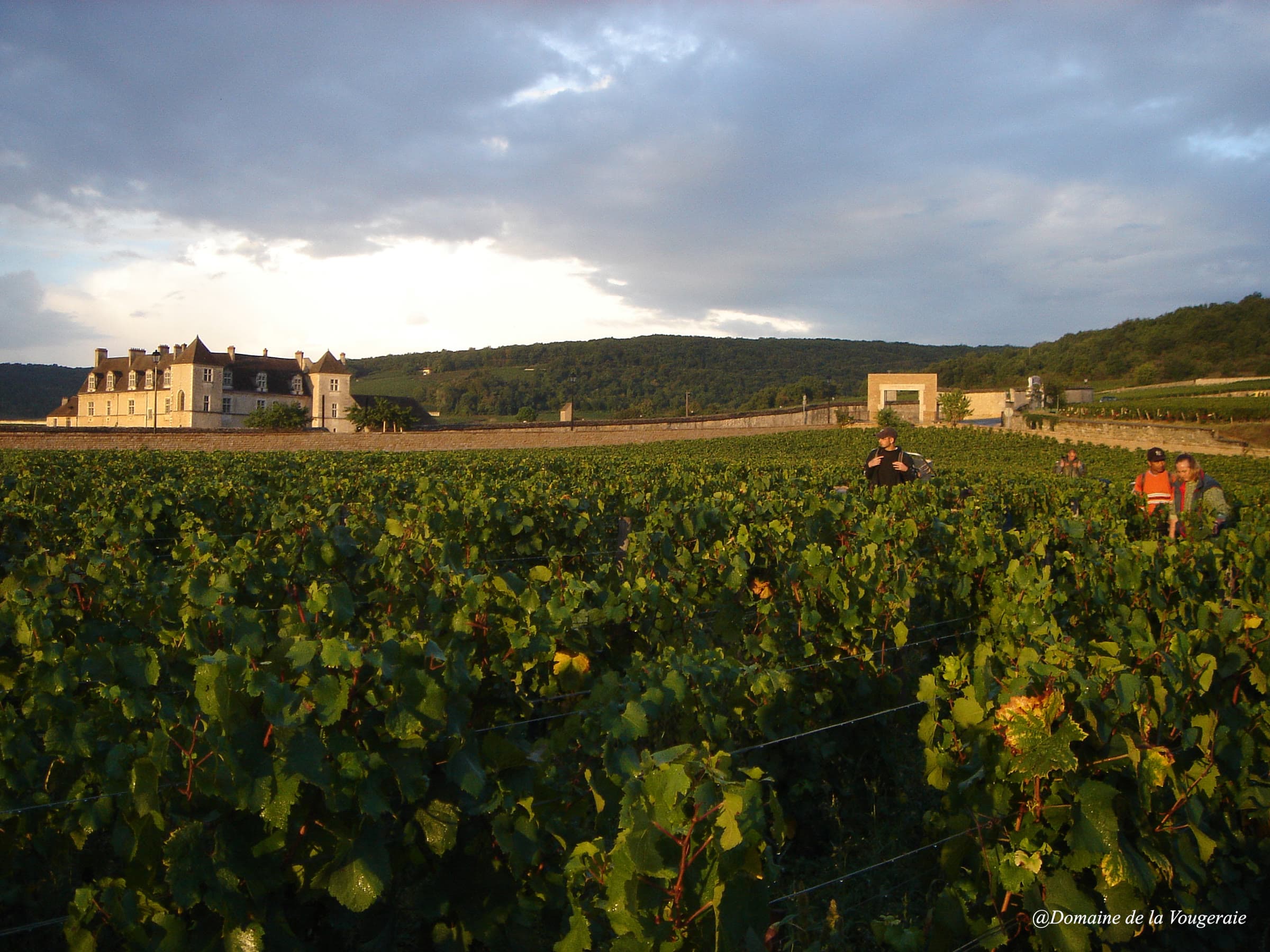 Harvest underway in the Clos de Vougeot with the château beyond