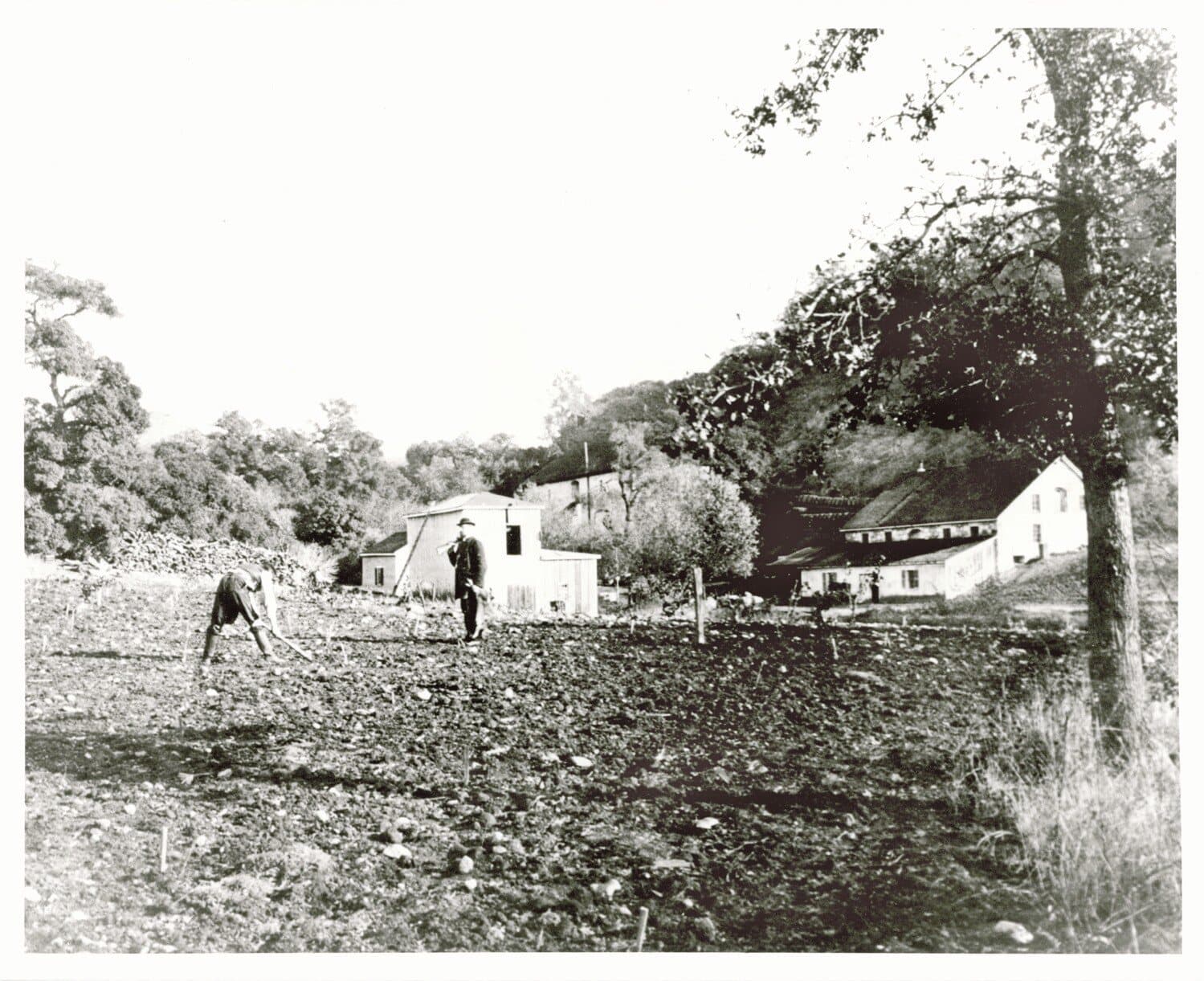 Workers planting vines in a freshly turned field at Buena Vista, with the stone winery beyond