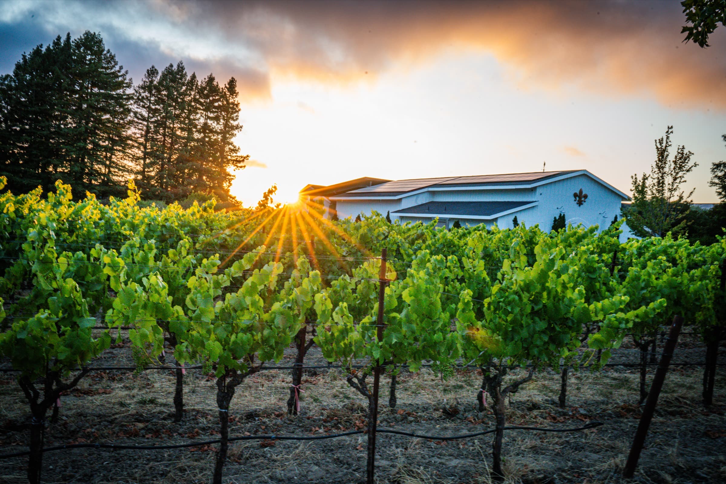 Sunset over the vines at DeLoach Vineyards in the Russian River Valley