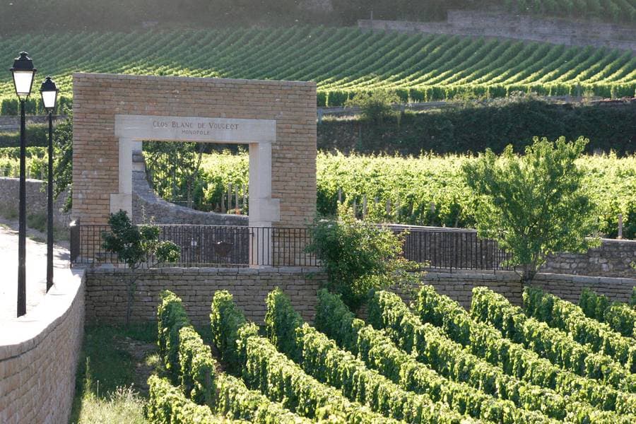 The stone gate of the Clos Blanc de Vougeot monopole amid the vines