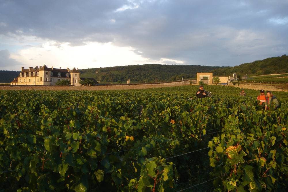 Harvest underway in the walled Clos Blanc de Vougeot, the château beyond